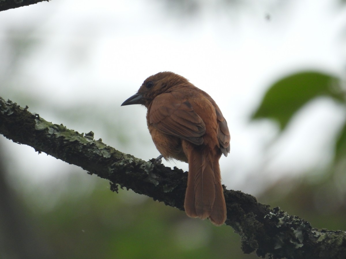White-lined Tanager - ML638880578