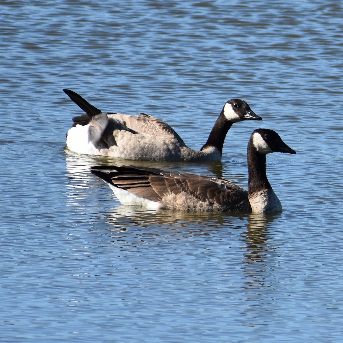 Canada Goose - ML638880581