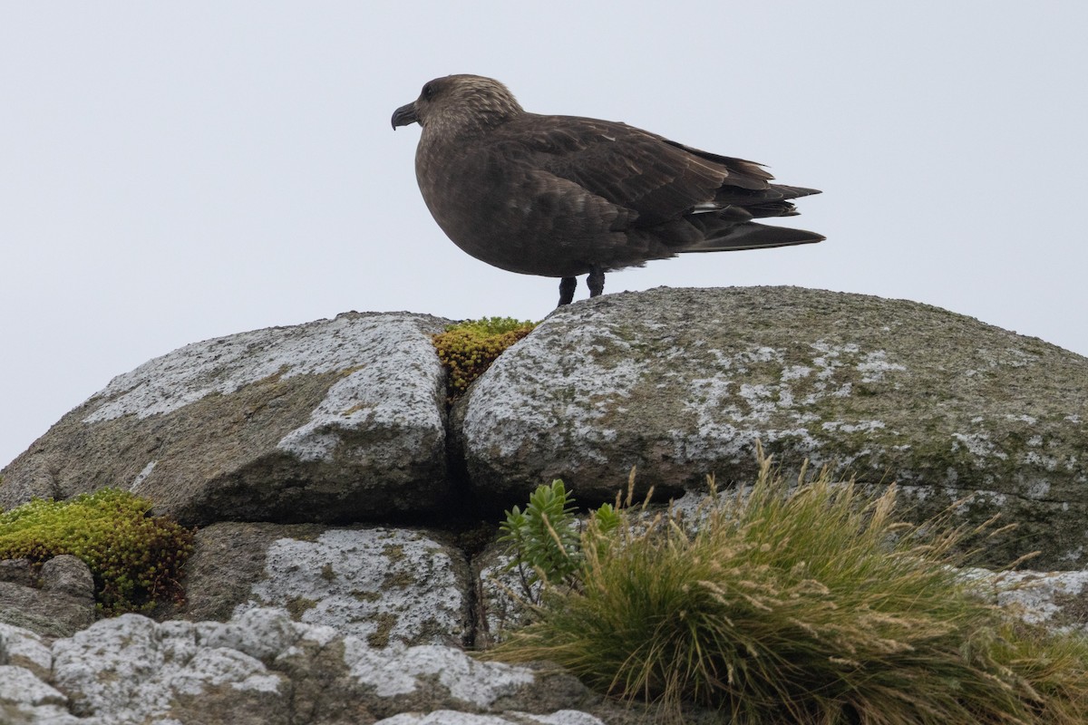 Brown Skua - ML638880599