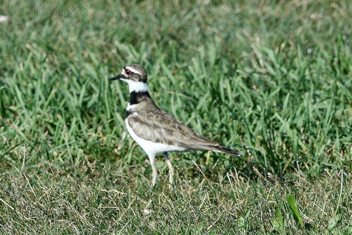 Killdeer - ML638880603