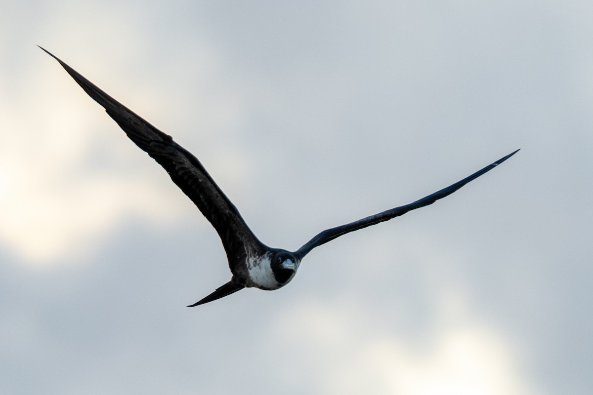Magnificent Frigatebird - ML638880604