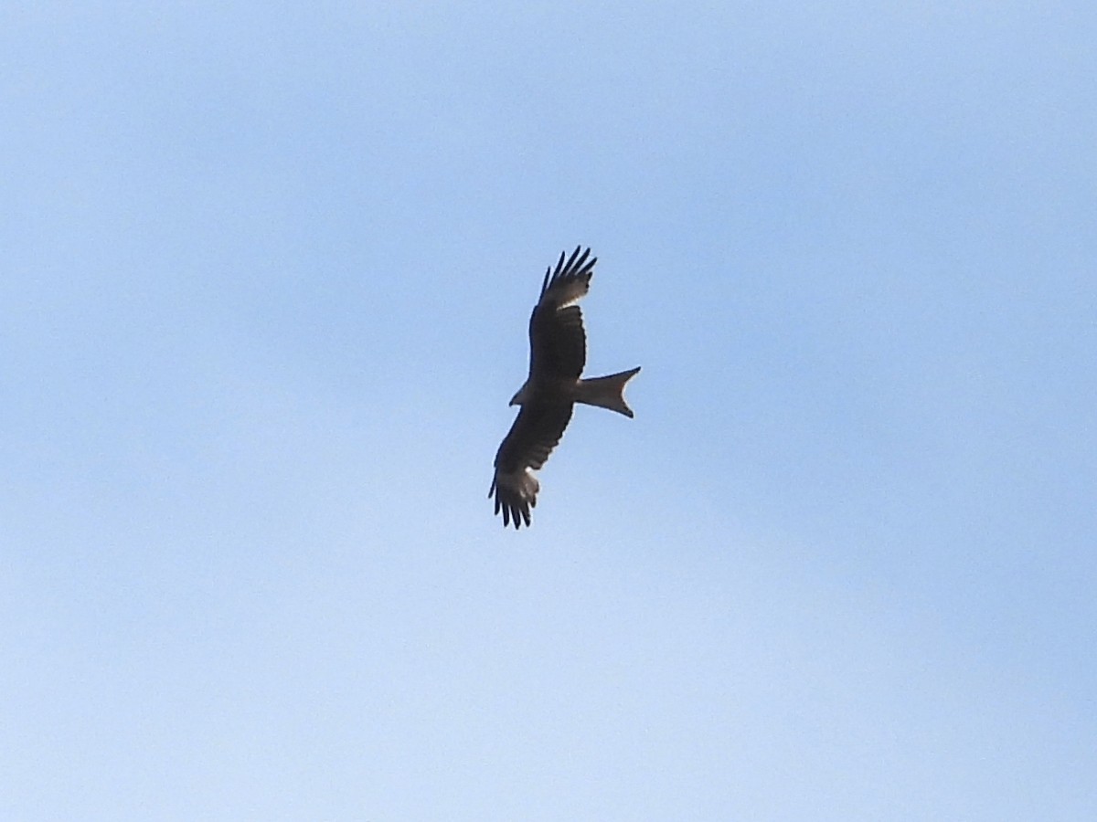 Red Kite - ML638880607