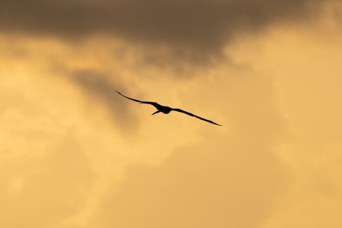 Magnificent Frigatebird - ML638880609