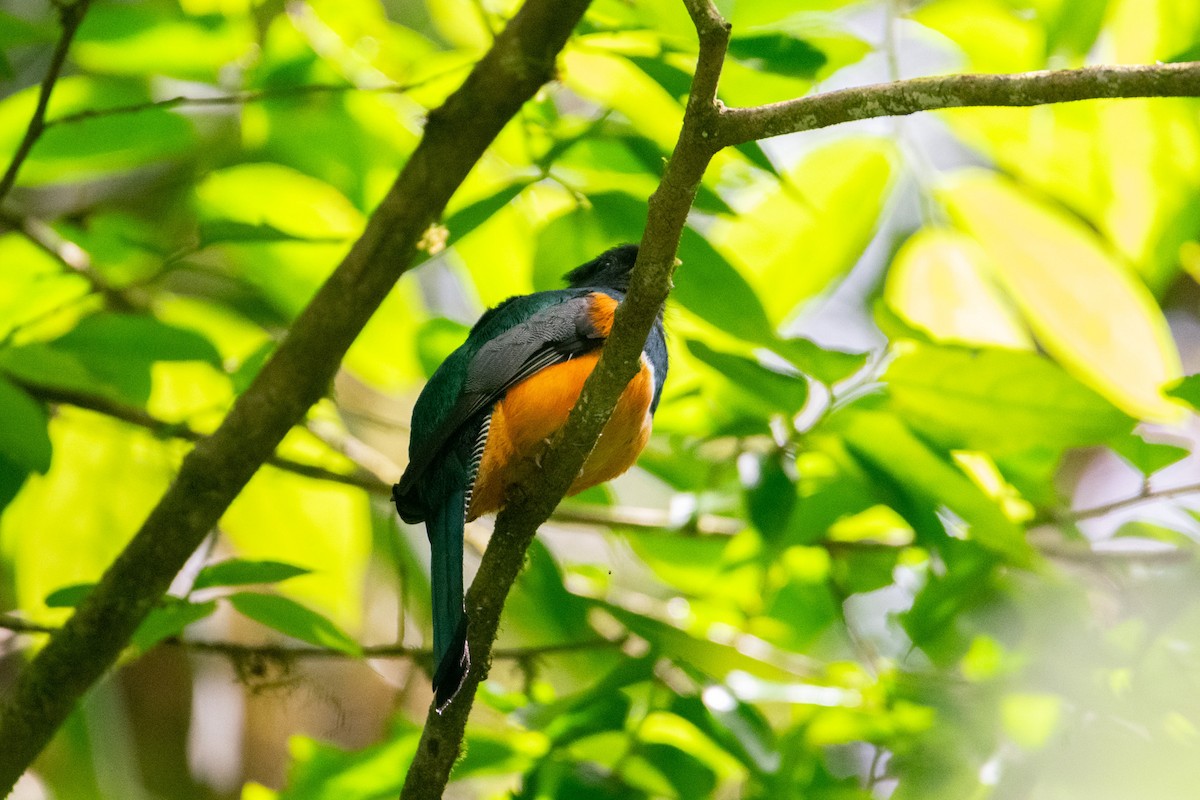 Collared Trogon - ML638880632