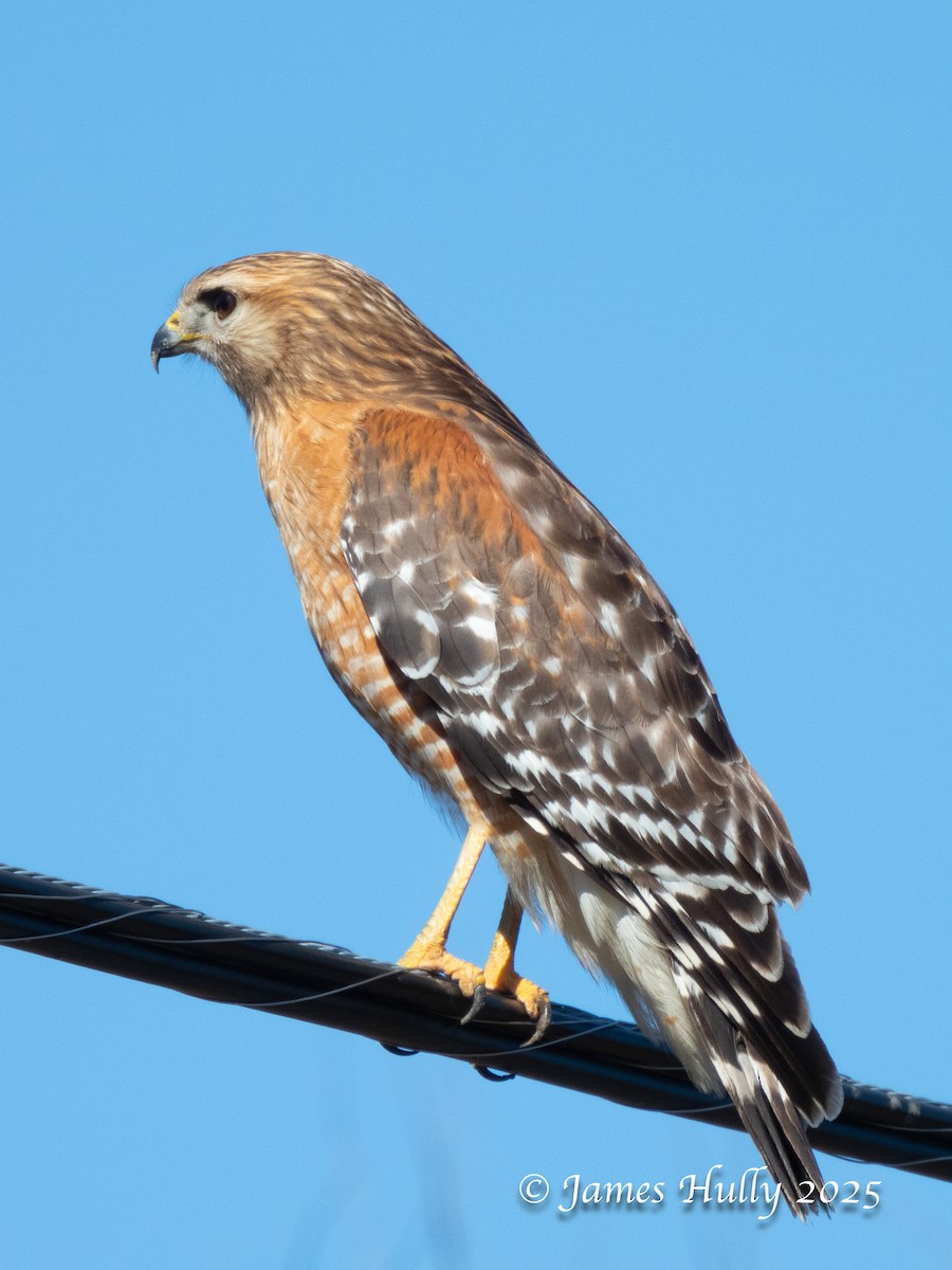 Red-shouldered Hawk - ML638880633