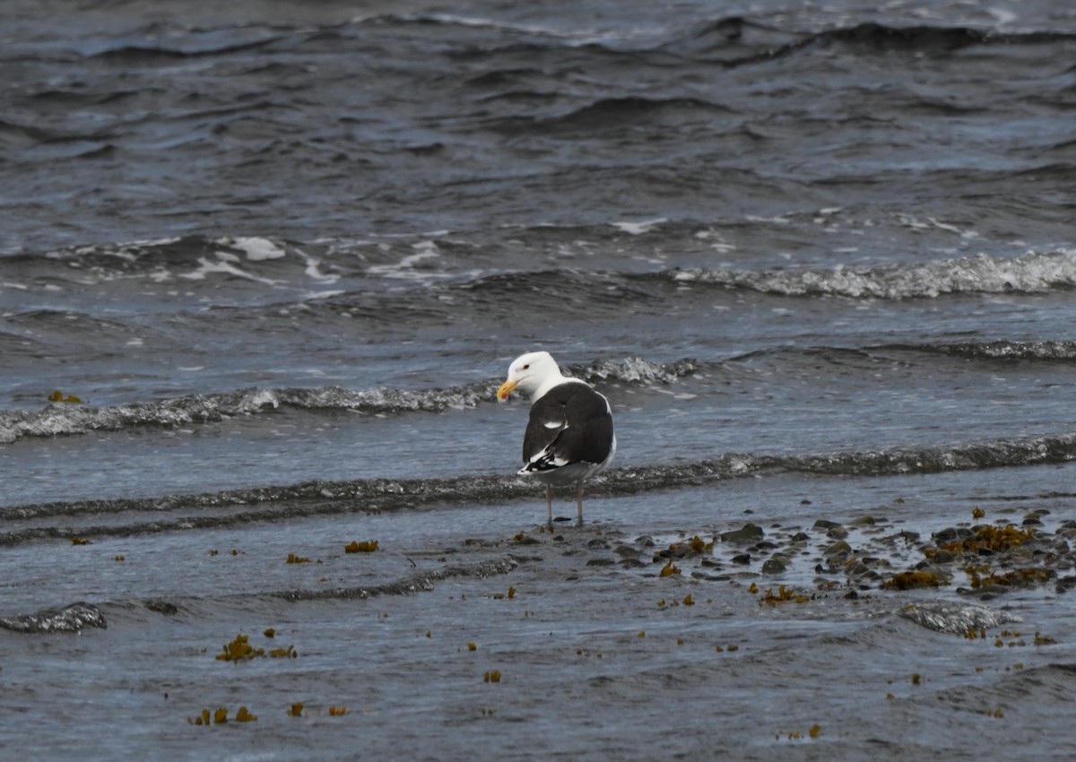 Great Black-backed Gull - ML638880638