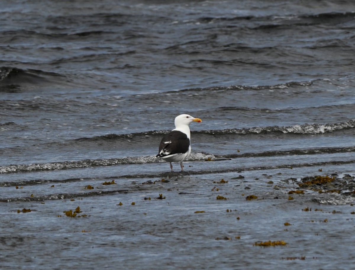 Great Black-backed Gull - ML638880639