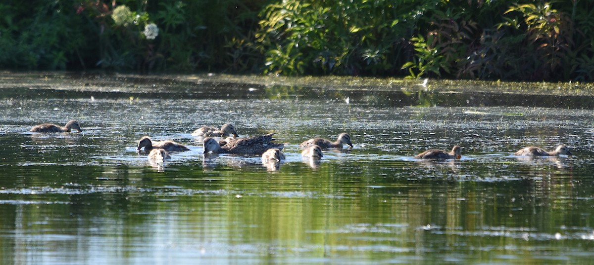 Canard chipeau - ML638880659