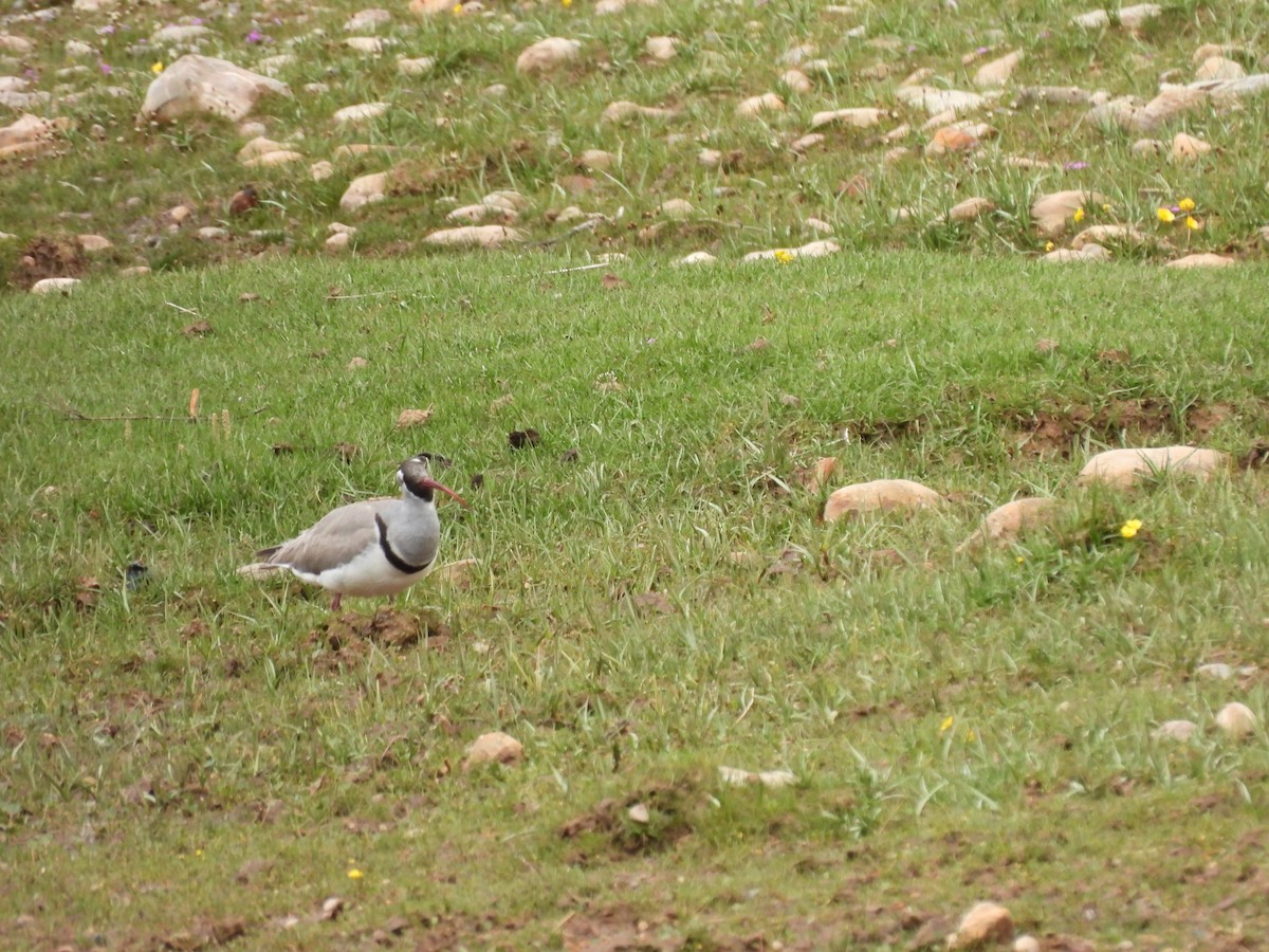 Bec-d'ibis tibétain - ML638880665