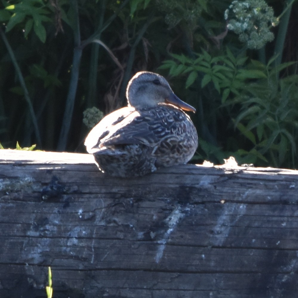 Canard chipeau - ML638880671