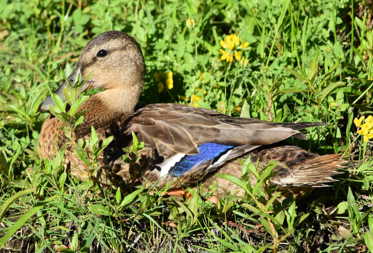 Canard colvert - ML638880674