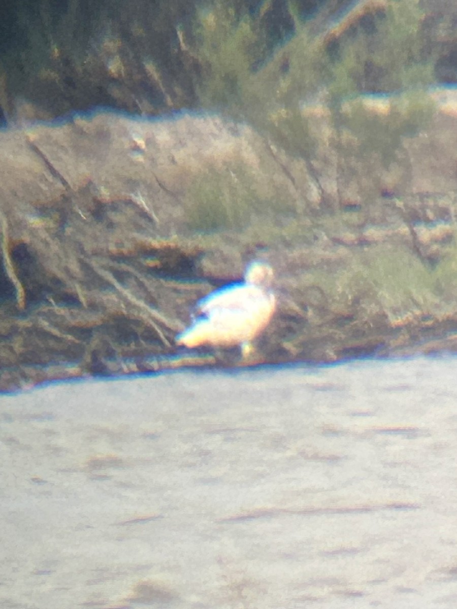 Snow Goose - ML638880678
