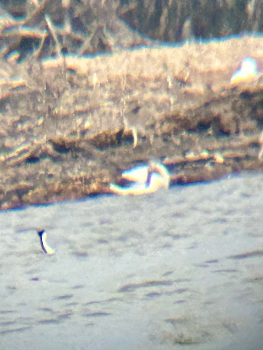 Snow Goose - ML638880681
