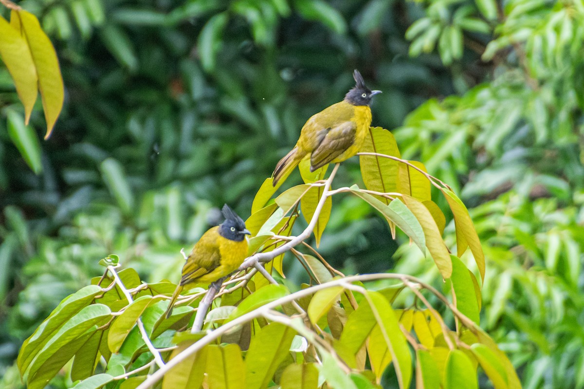 Black-crested Bulbul - ML638880699
