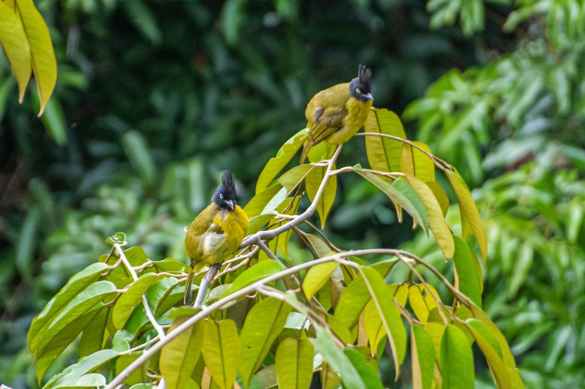 Black-crested Bulbul - ML638880700