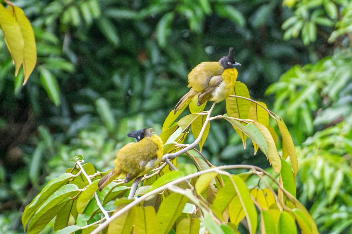 Black-crested Bulbul - ML638880701