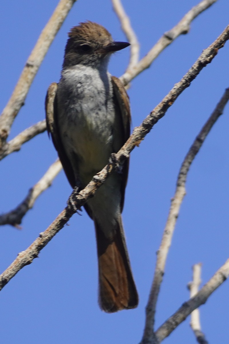 Ash-throated Flycatcher - ML638880719