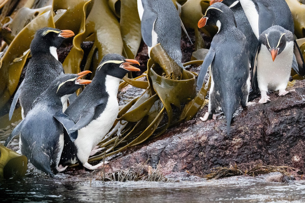 Pingüino de las Snares - ML638880738