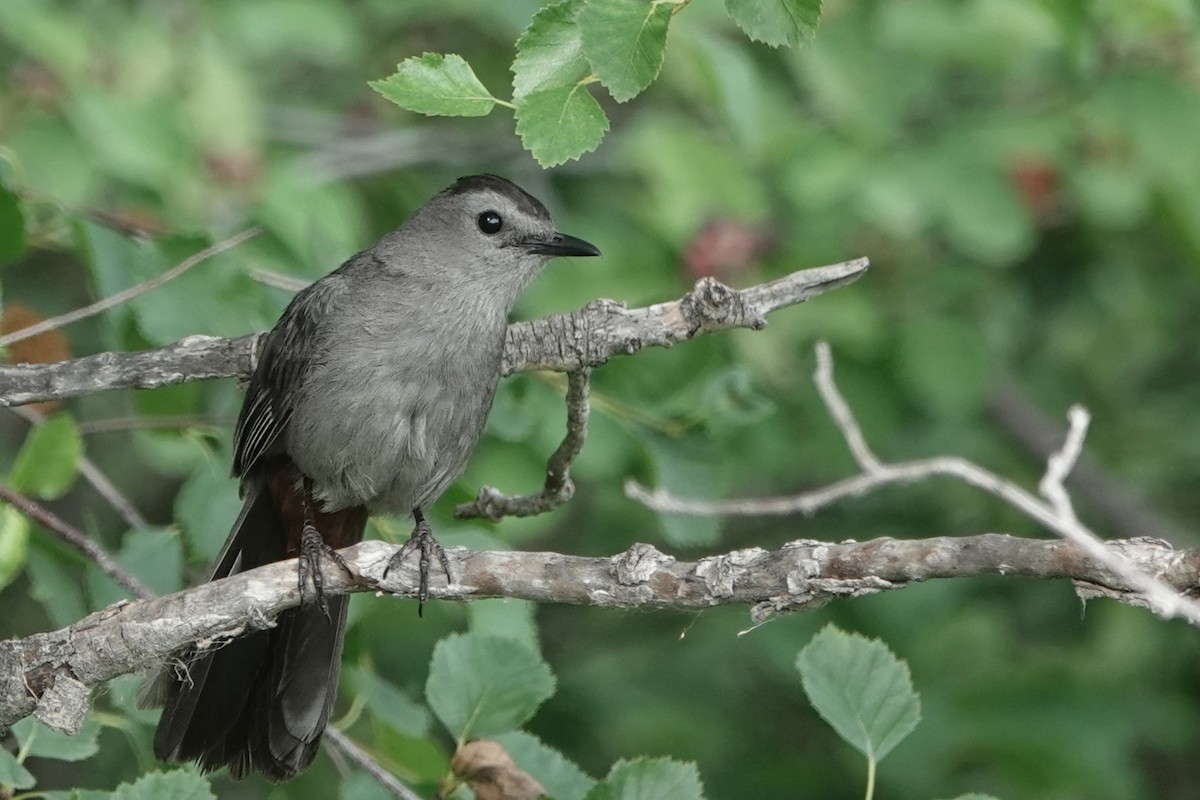 Pájaro Gato Gris - ML638880751