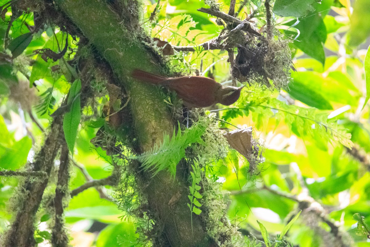 Ruddy Treerunner - ML638880755