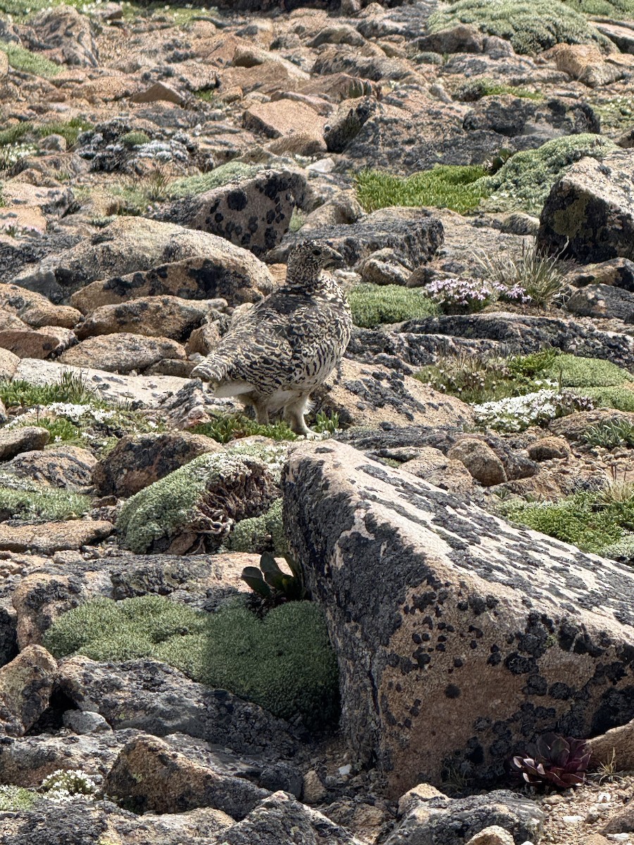 White-tailed Ptarmigan - ML638880759