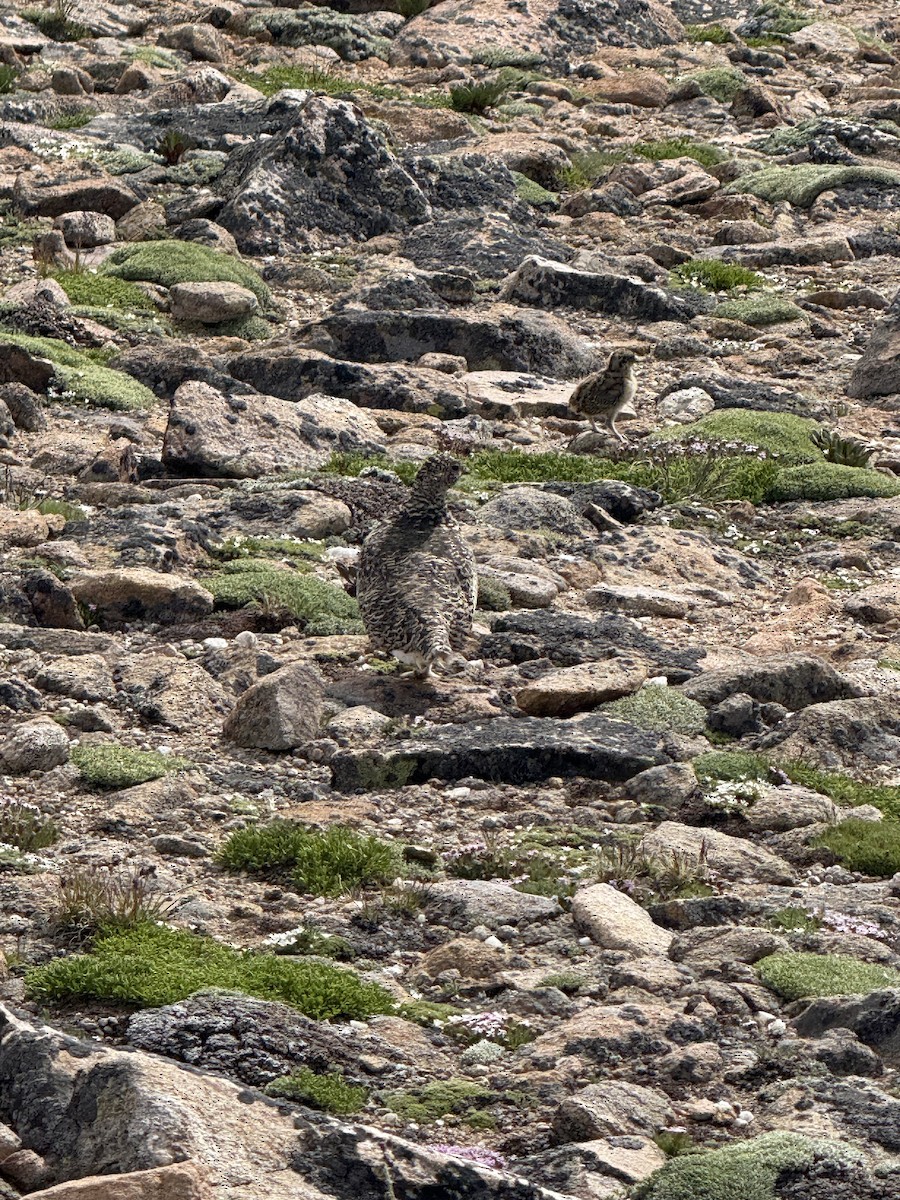 White-tailed Ptarmigan - ML638880760