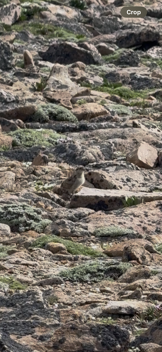 White-tailed Ptarmigan - ML638880762