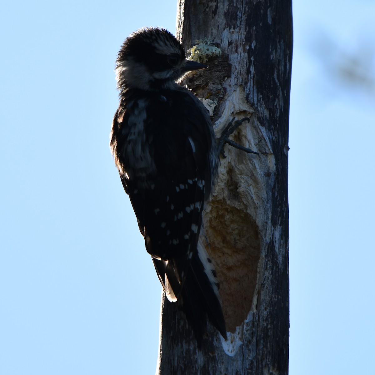 Downy Woodpecker - ML638880766