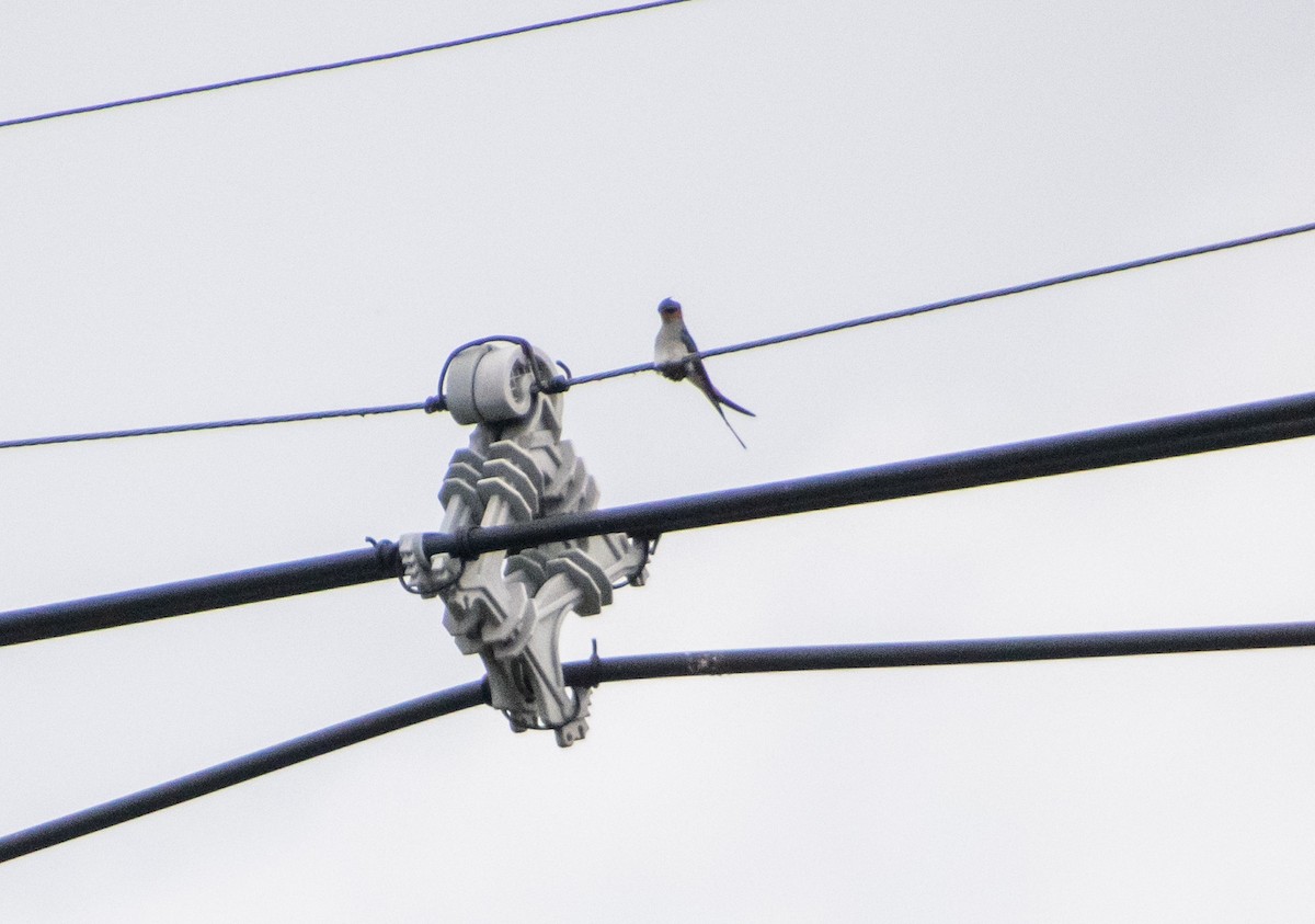 Crested Treeswift - ML638880772