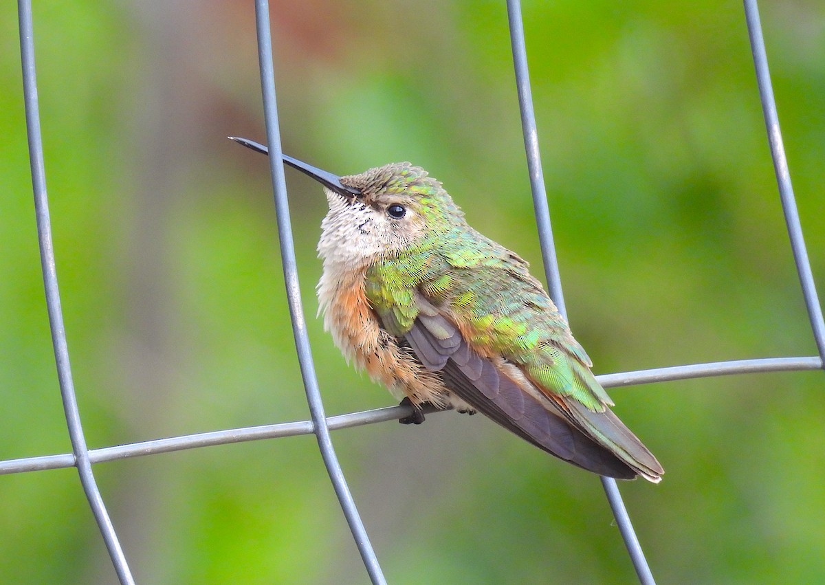 Colibrí Coliancho - ML638880791