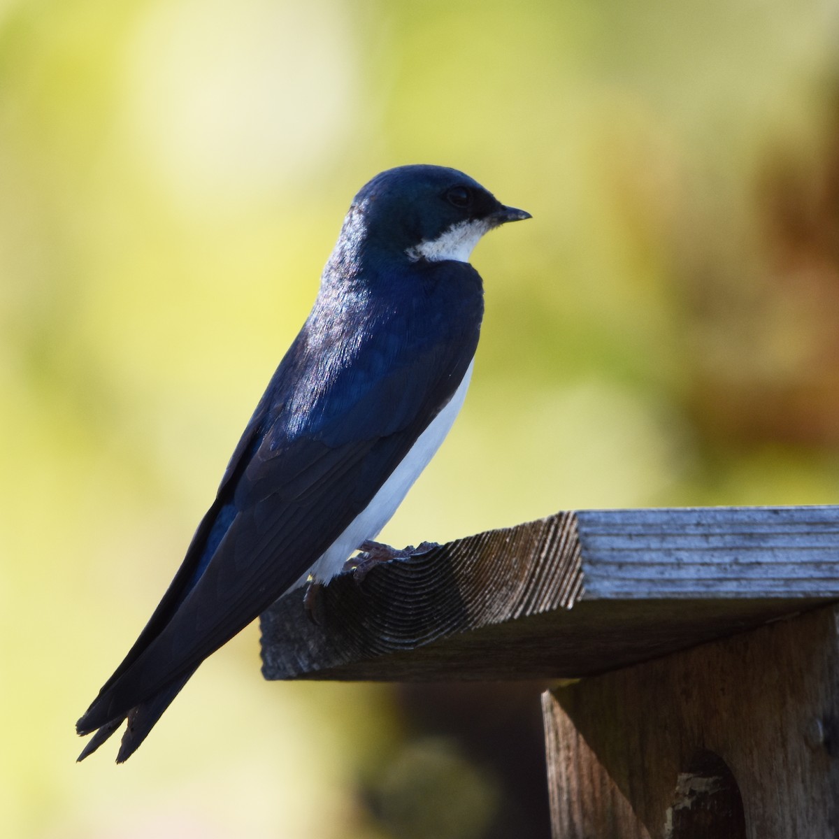 Golondrina Bicolor - ML638880795