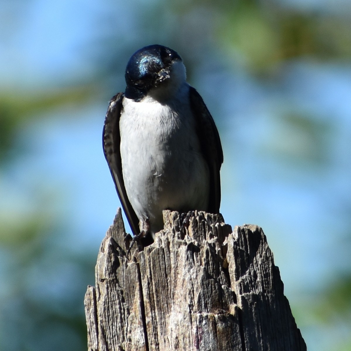 Golondrina Bicolor - ML638880798