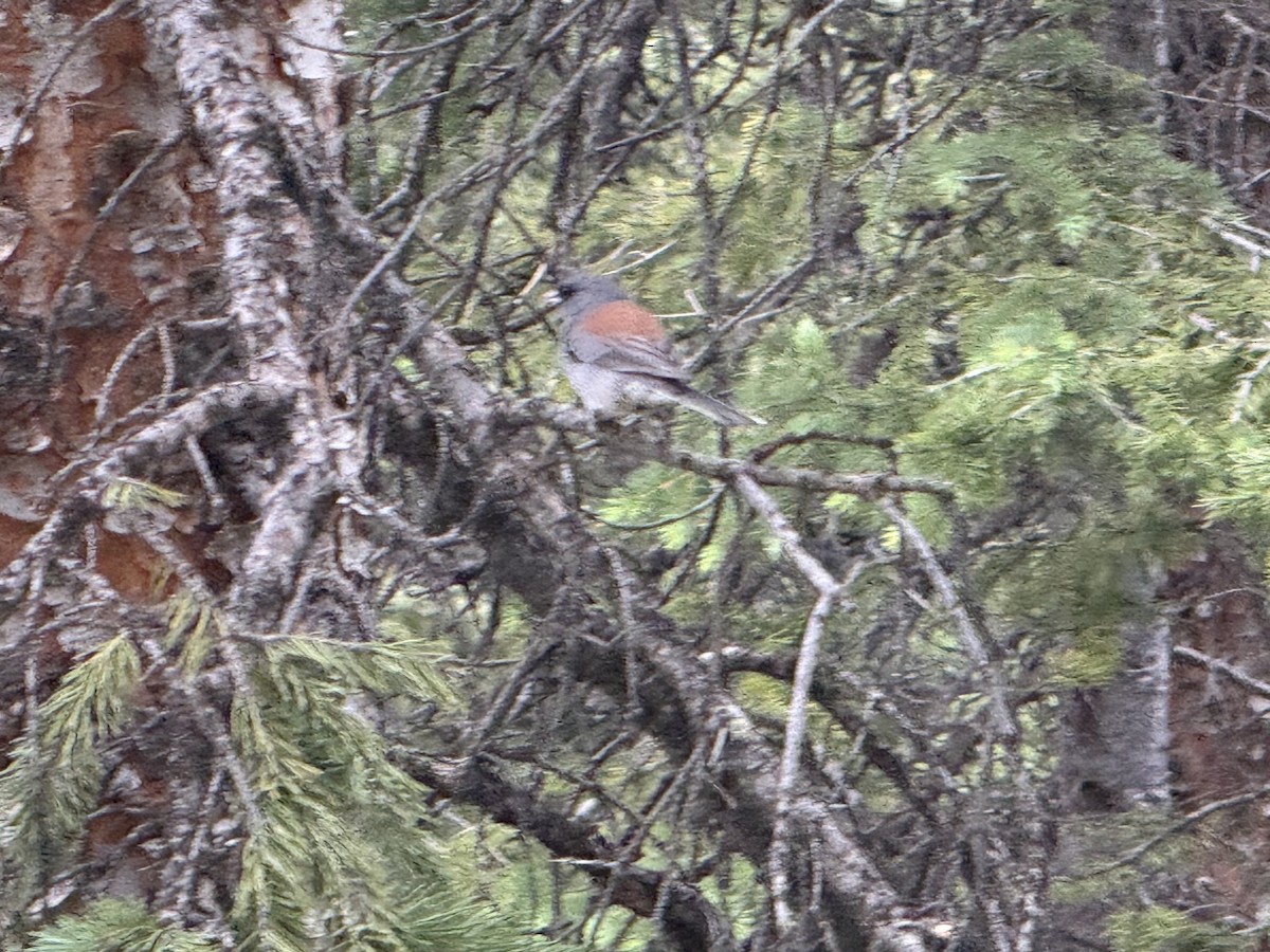 Dark-eyed Junco (Gray-headed) - ML638880813