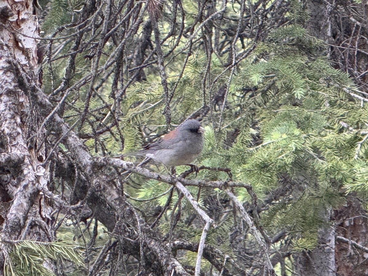 Dark-eyed Junco (Gray-headed) - ML638880814