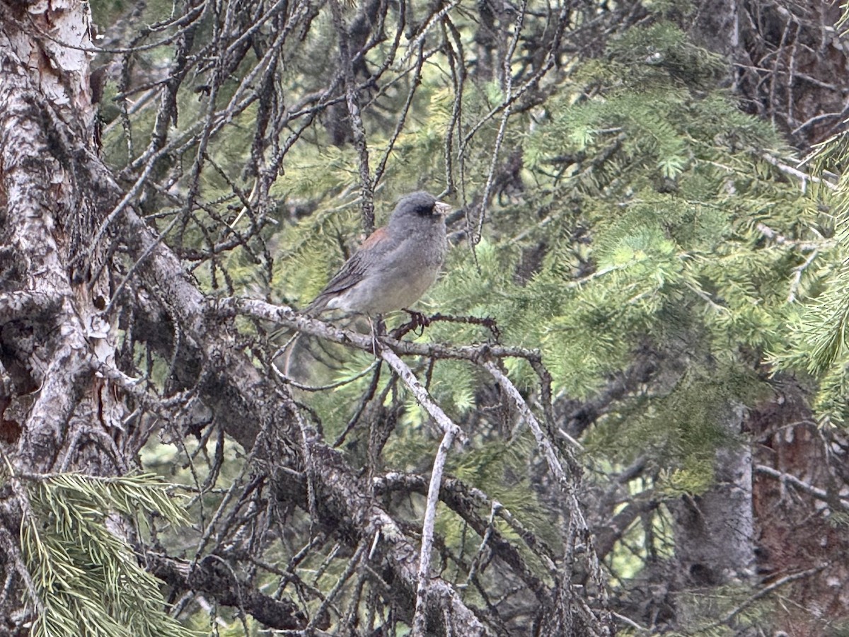 Dark-eyed Junco (Gray-headed) - ML638880815