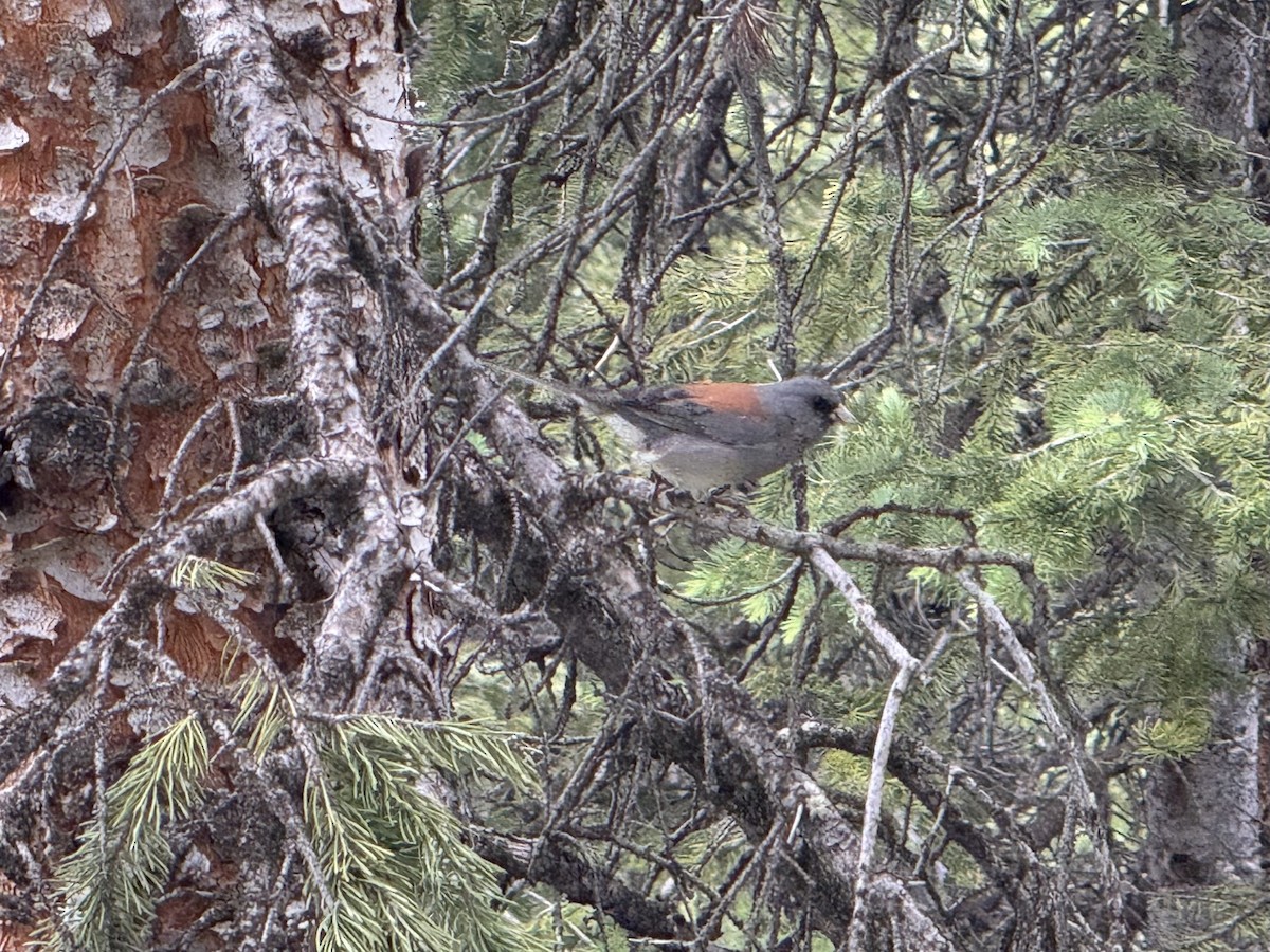 Dark-eyed Junco (Gray-headed) - ML638880816