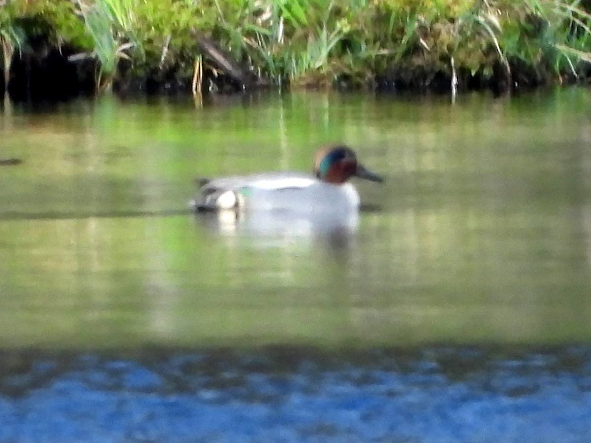 Green-winged Teal (Eurasian) - ML638880869