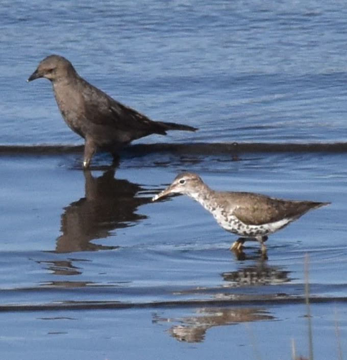 flekksnipe - ML638880871