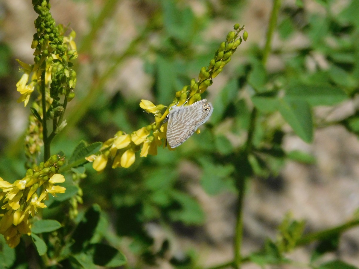Insects - ML638880879