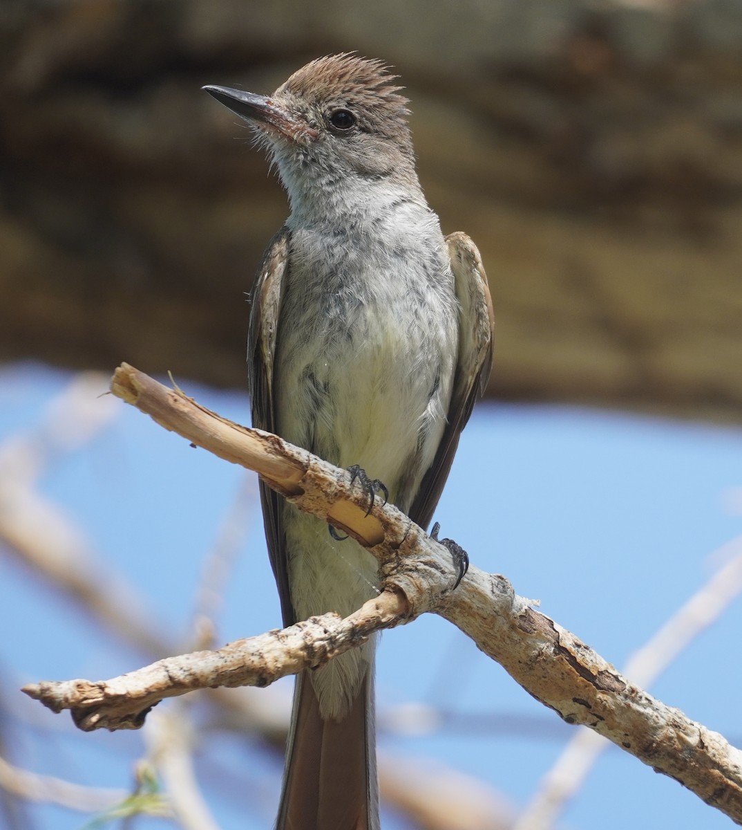 Ash-throated Flycatcher - ML638880909