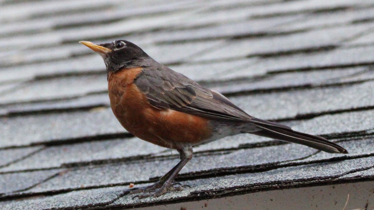 Zozo papargorria - ML638880930