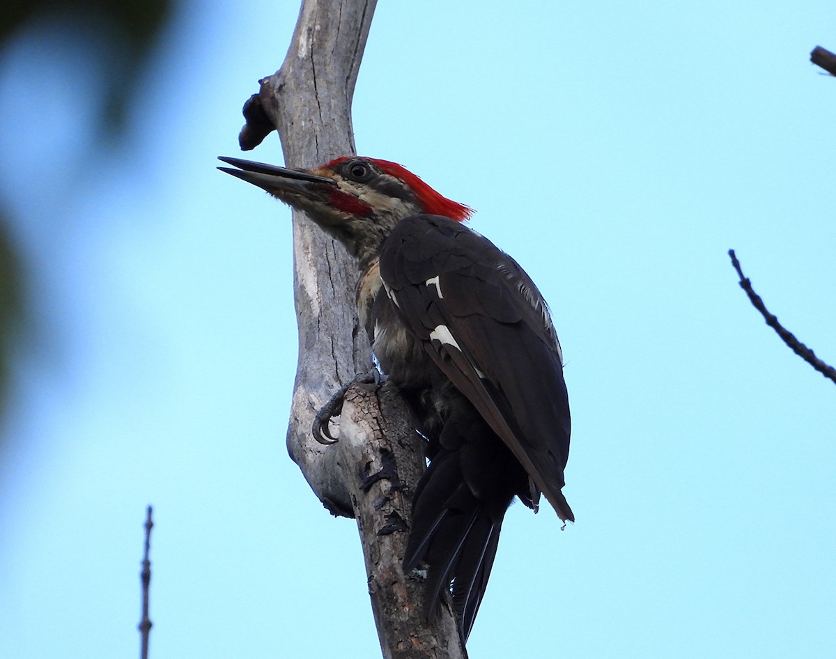 Pileated Woodpecker - ML638880944