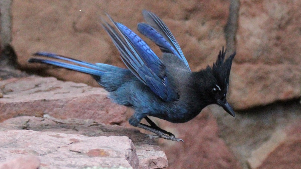 Steller's Jay - ML638880946