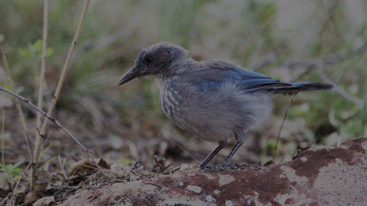 Woodhouse's Scrub-Jay - ML638880956