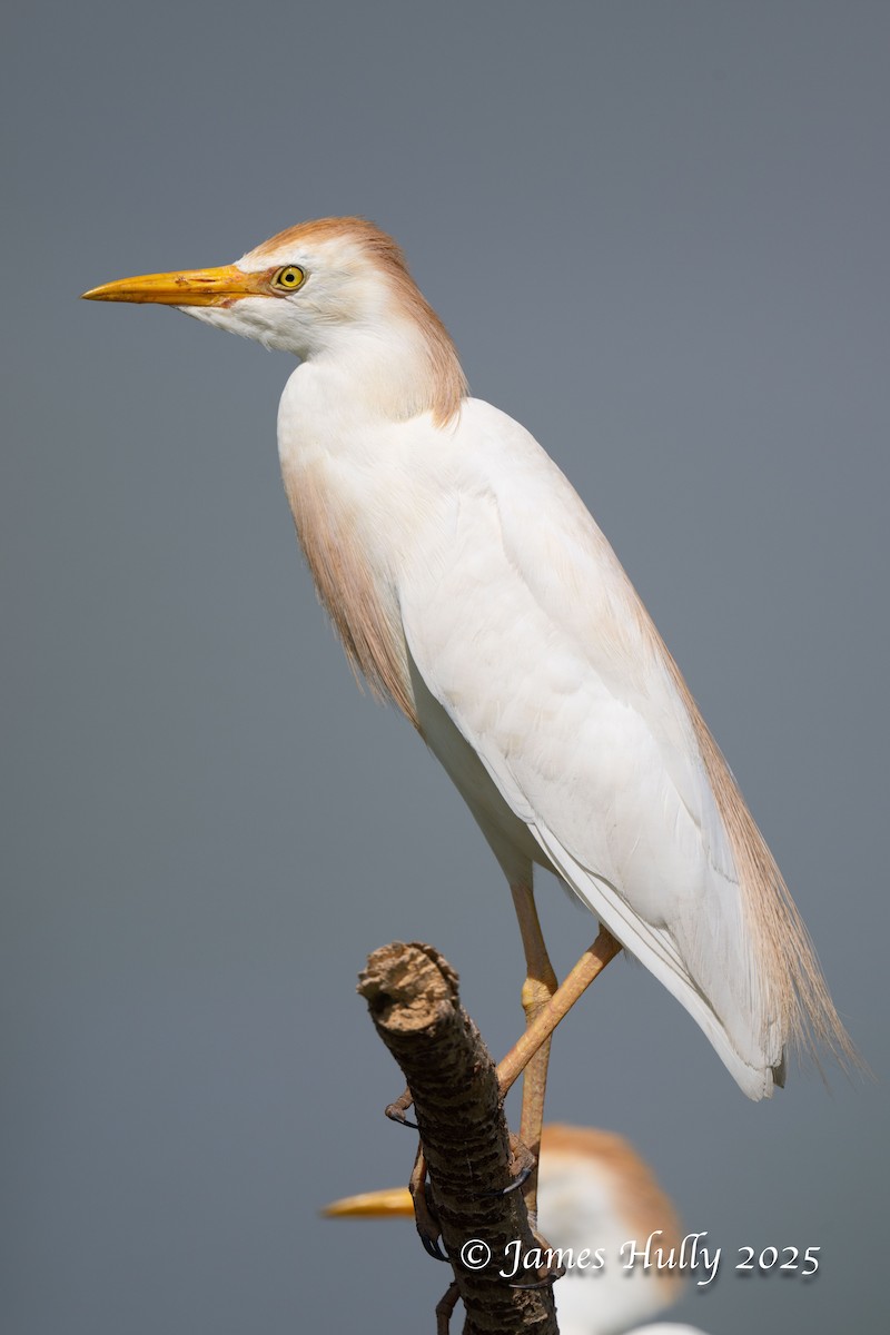 Western Cattle-Egret - ML638880973