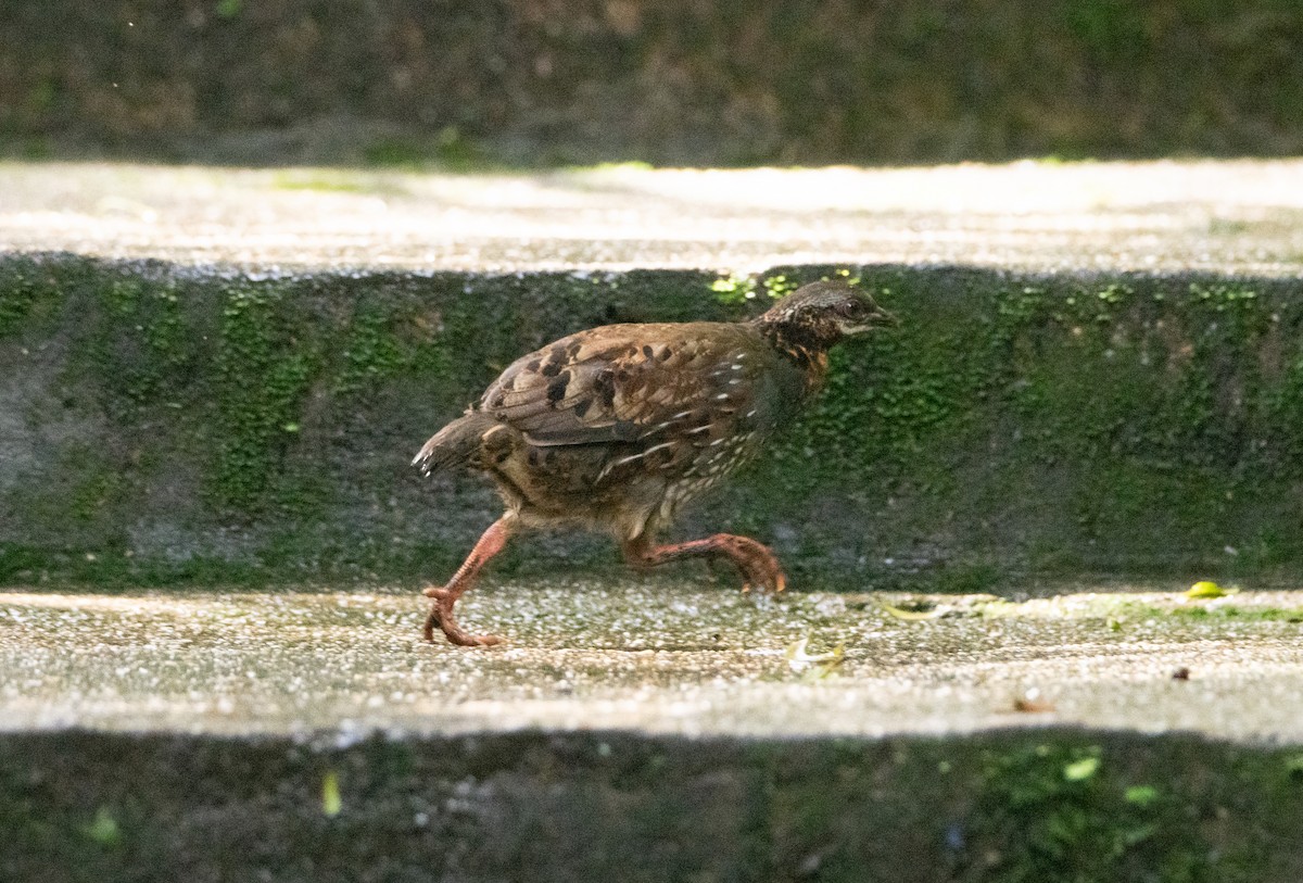 Rufous-throated Partridge - ML638880982