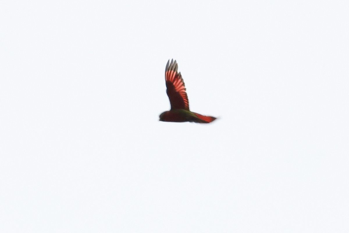 Stella's Lorikeet - ML638880991