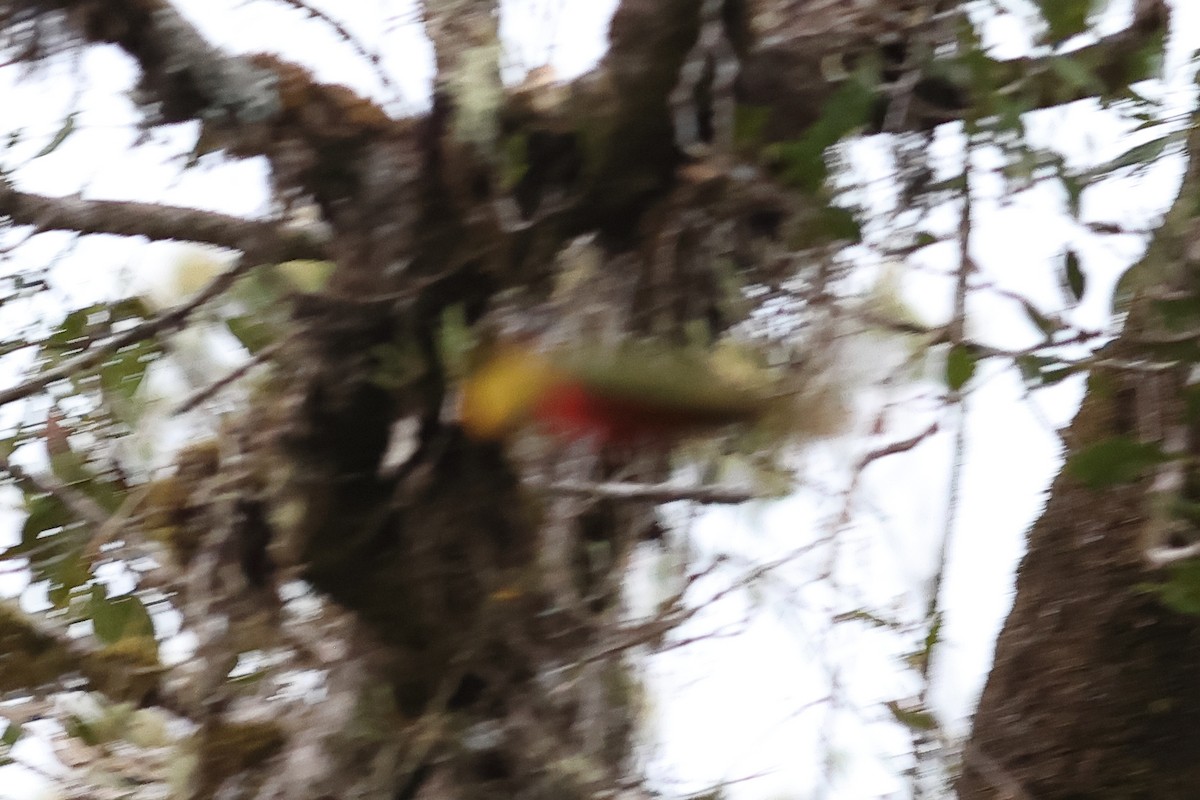 Stella's Lorikeet - ML638880992