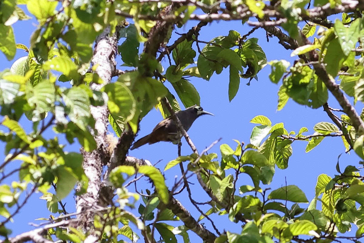 Yellow-browed Melidectes - ML638881006