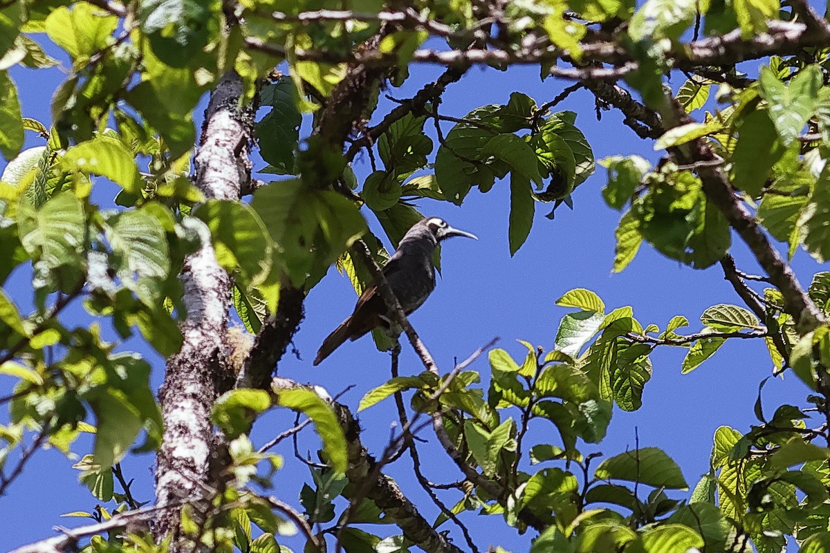 Yellow-browed Melidectes - ML638881007
